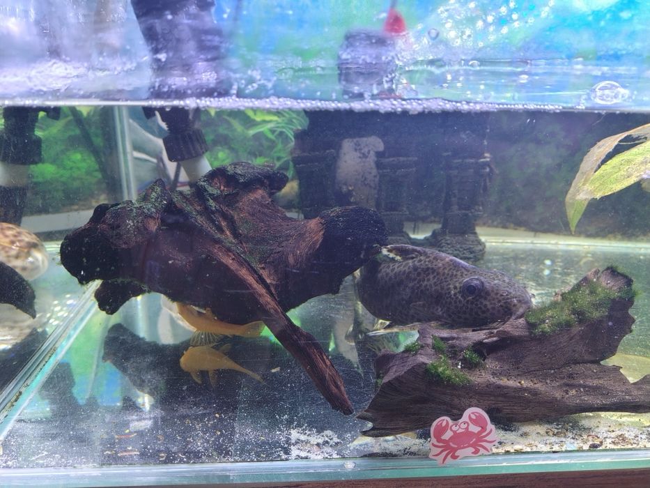 Sprzedam akwarium z całą zawartością 70x35x35cm