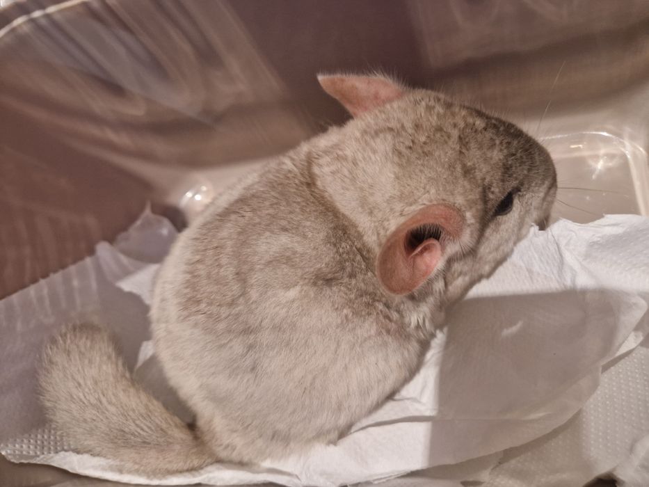 Szynszyl chinchilla шиншила