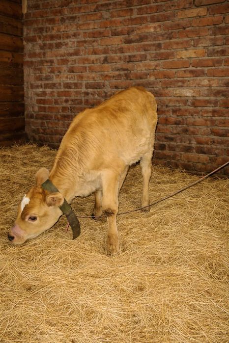 Продам теличку,  20.02