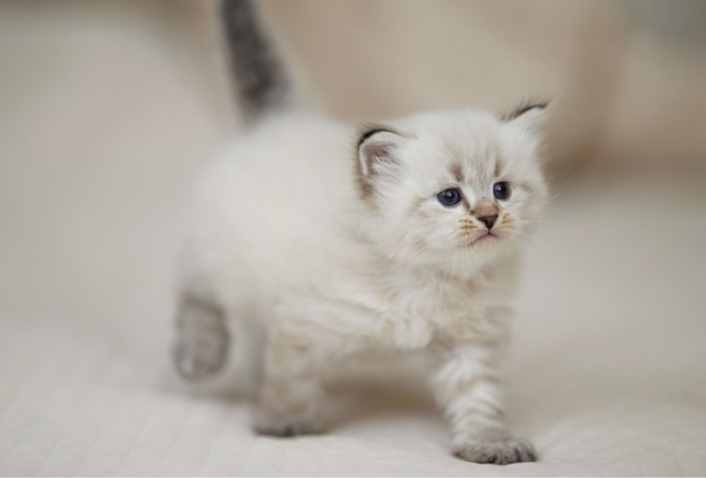 Kocurek Neva Masquarade Kot Syberyjski