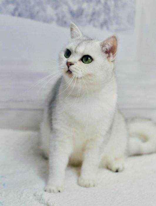 Британська сріьна дівчинка