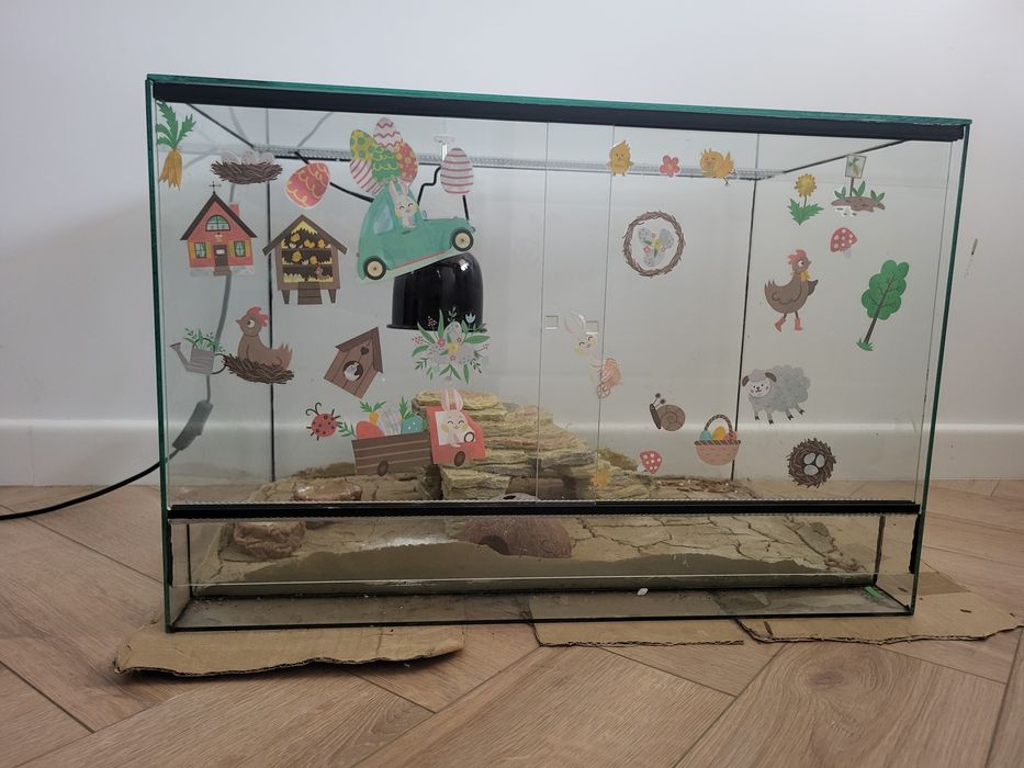 Terrarium z gekonem tygrysim