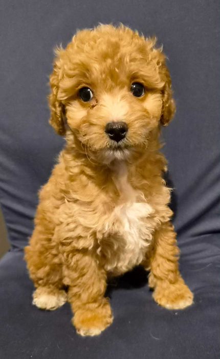 Labradoodle Chłopiec