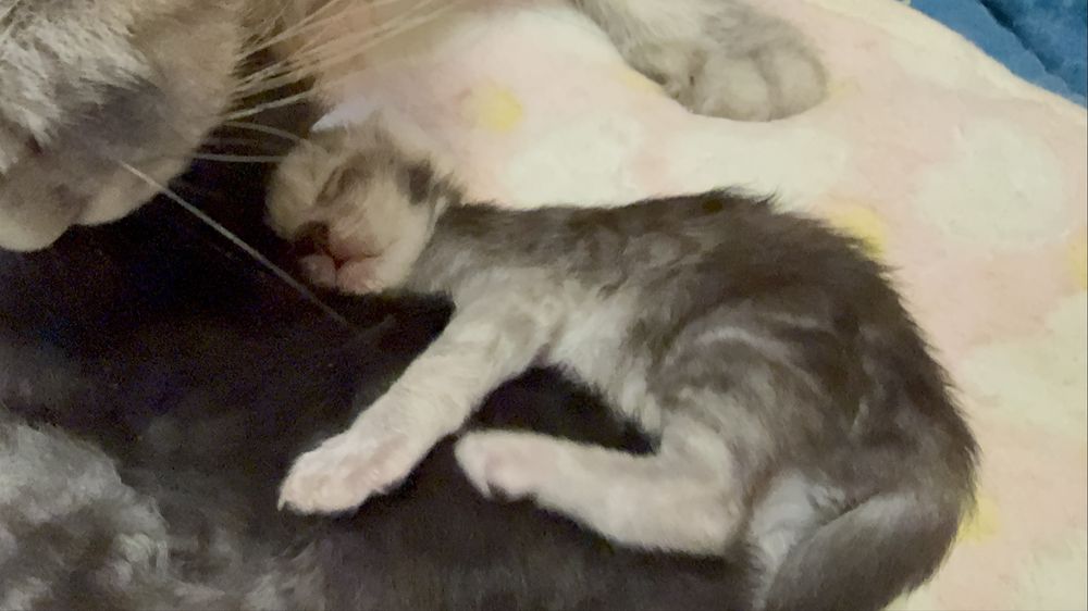 Maine Coon pręgowana dziewczynka GOOD AFTERNOON | rodowód FPL
