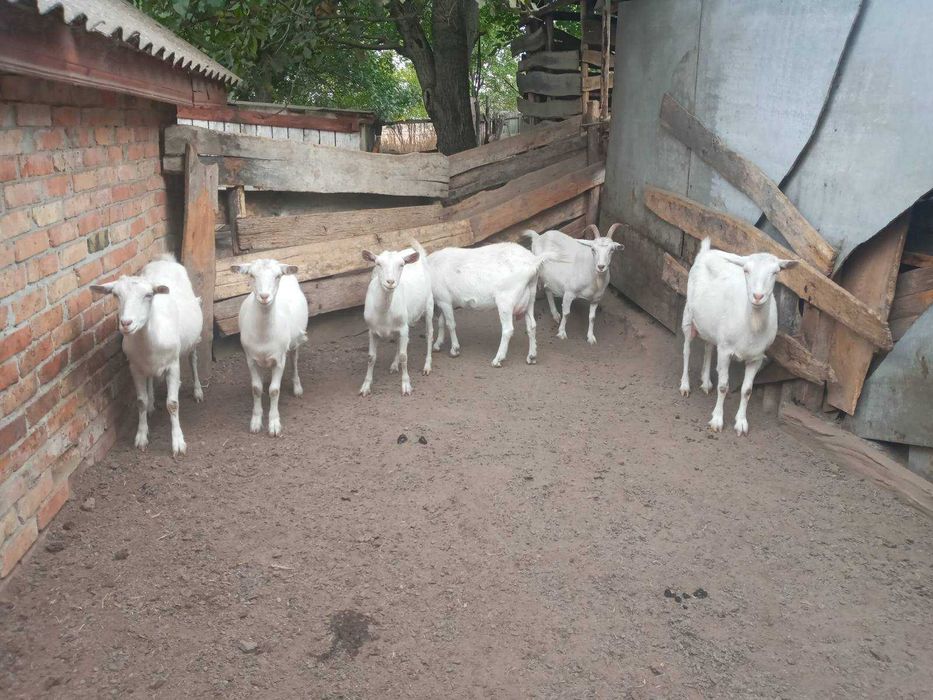 Продам кіз, козенят