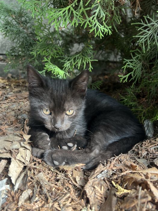 Кошеня безкоштовно (котик)