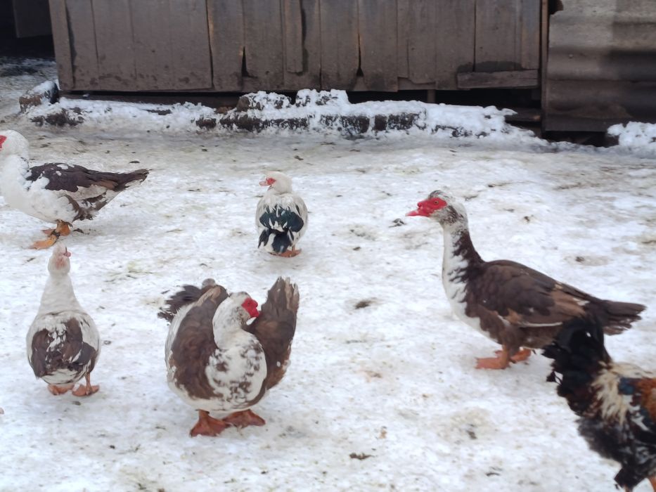 Продам гусей .. на плід або на м'ясо.