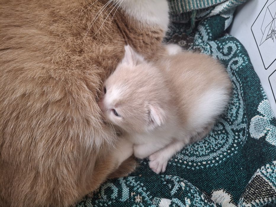 Котик в добрі руки