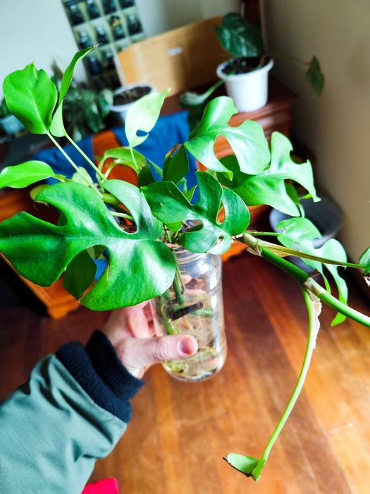 Rhaphidophora tetrasperma cuts