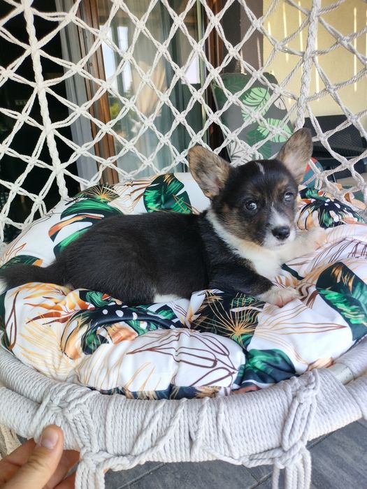 Welsh Corgi Cardigan FCI