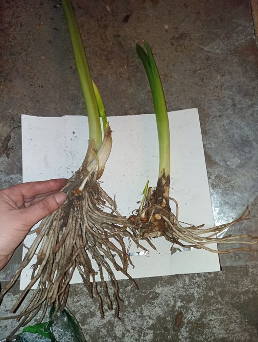 Калла ефіопська біла