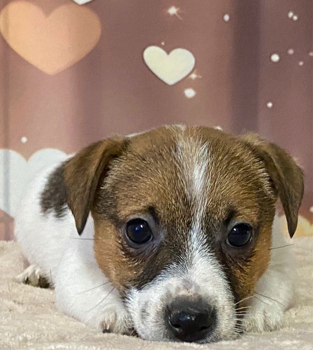 Jack Ruusell Terrier dziewczynka HERA