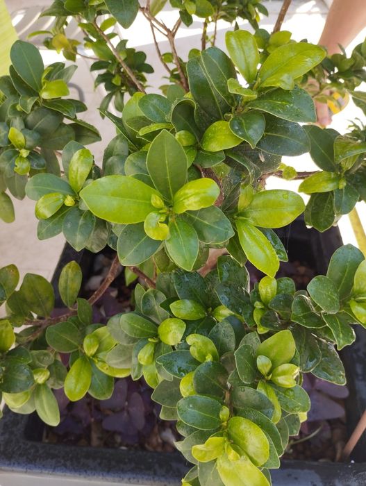 Planta Ficus Ginseng  Bonsai em vaso (68 cm)