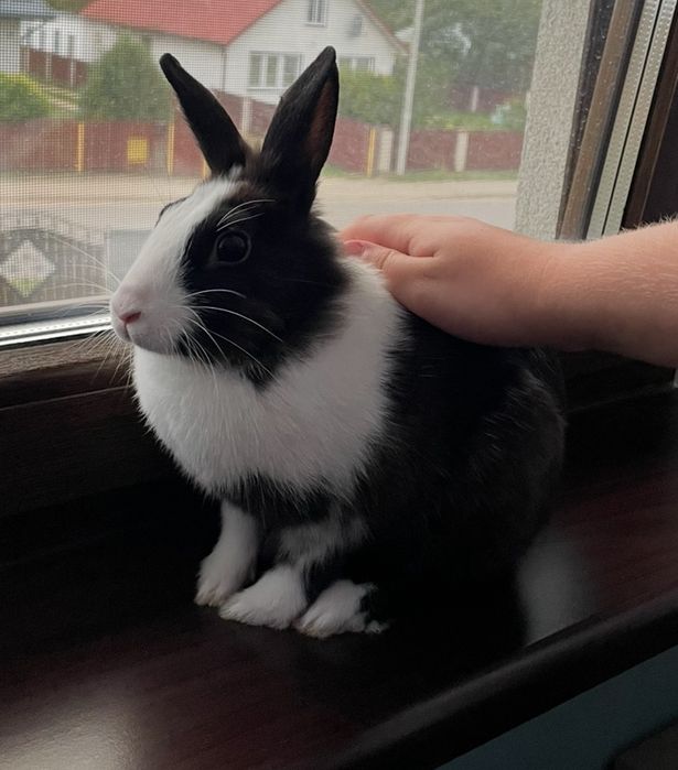 Krolik miniaturka samica klatka akcesoria karma