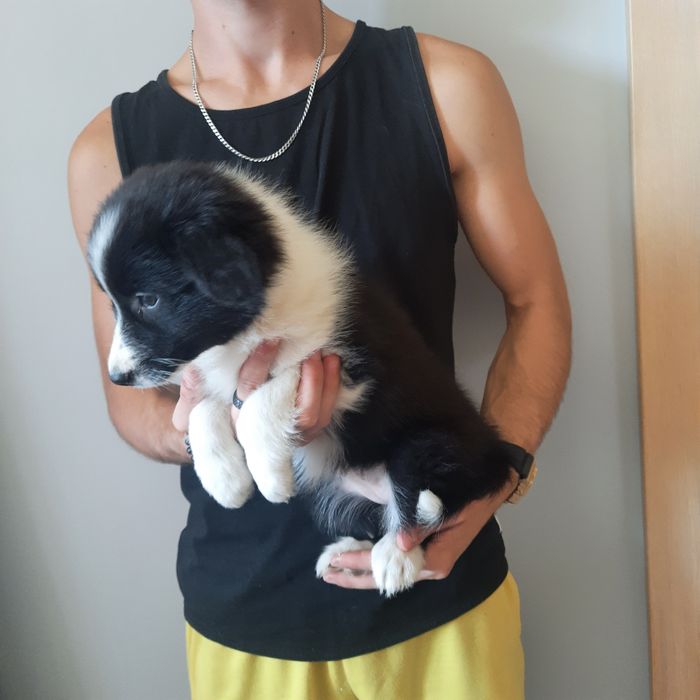 Border Collie piesek