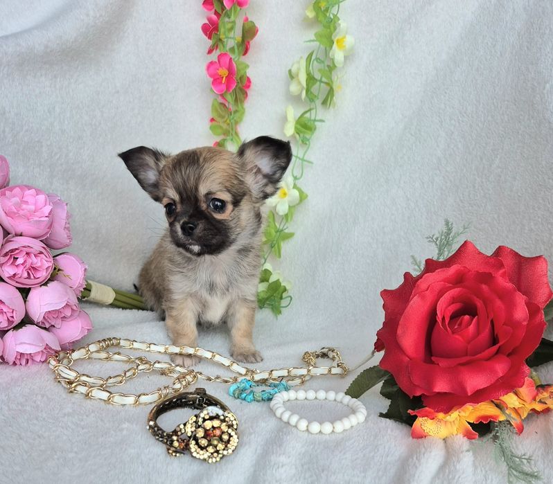 Śliczny Piesek Chihuahua Długowłosy XXS