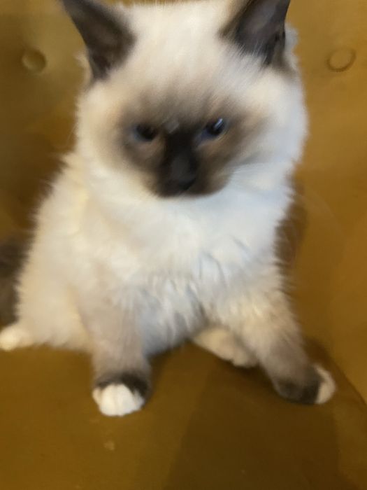 Koteczka  kot Ragdoll Ragdolle