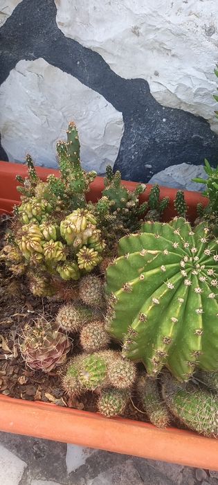 Conjunto de catos/ Catos/ plantas