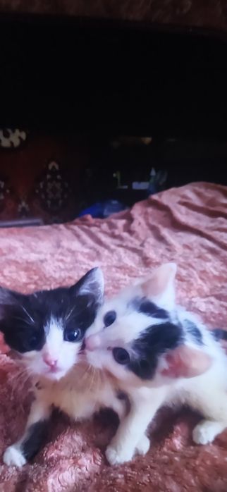 Кошеня, киця котёнок кошка