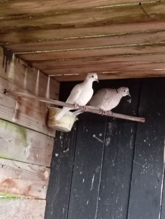 Sprzedam gołębie cukrówki