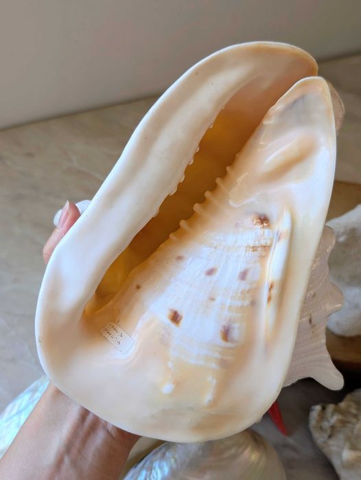 Duża muszla Cassis cornuta