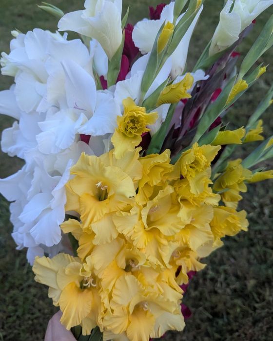 Гладіолус цибулини