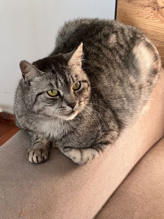 Kot do adopcji. Kotka srebrna whiskas