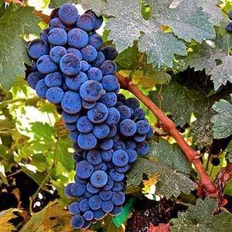 Vendo uvas na zona de Mirandela de varias qualidades