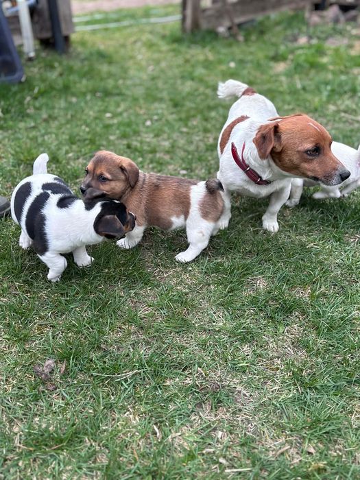 Jack Russell Terrier