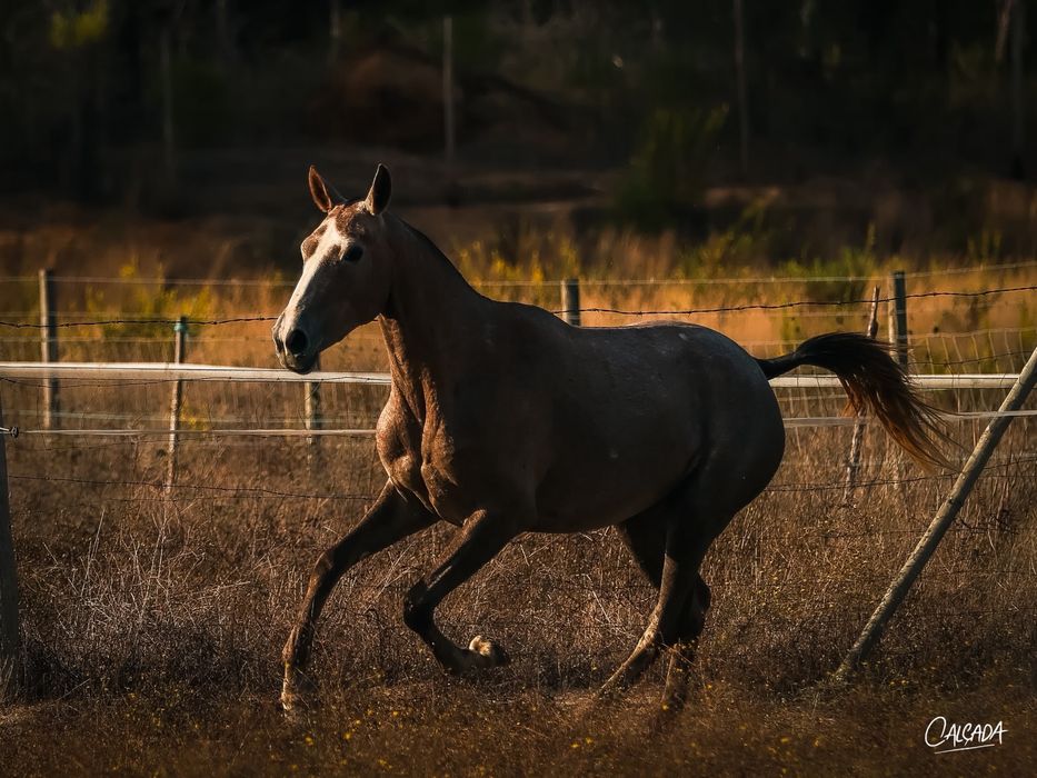 Poldra Lusowarmblood