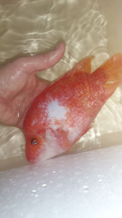 Ciclídeo midas citrinelo