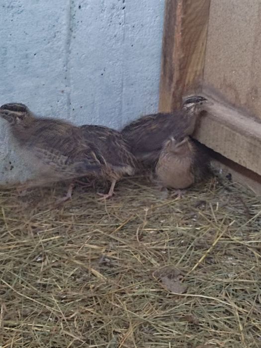 Sprzedam 6 przepiórek