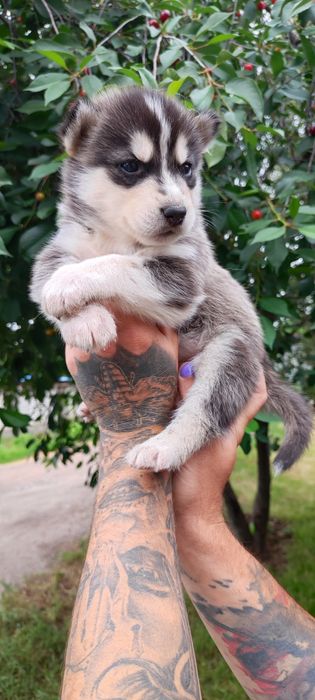 Сибірський хаскі