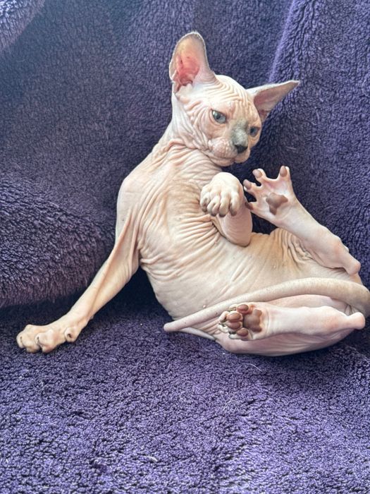 Сфінкс кошеня хлопчик