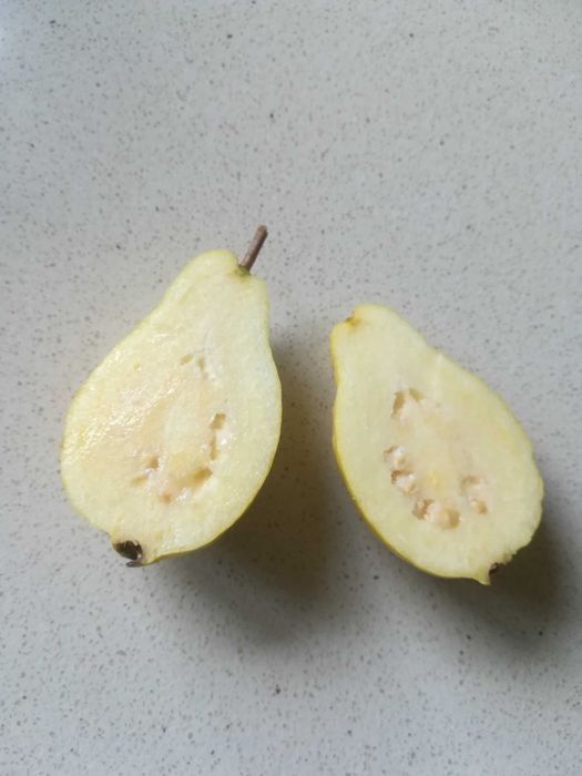 Goiaba Branca - Psidum guajava