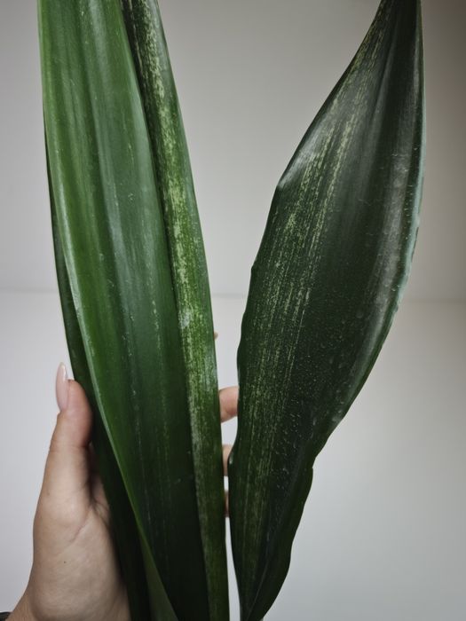 Sansevieria Dark shadow