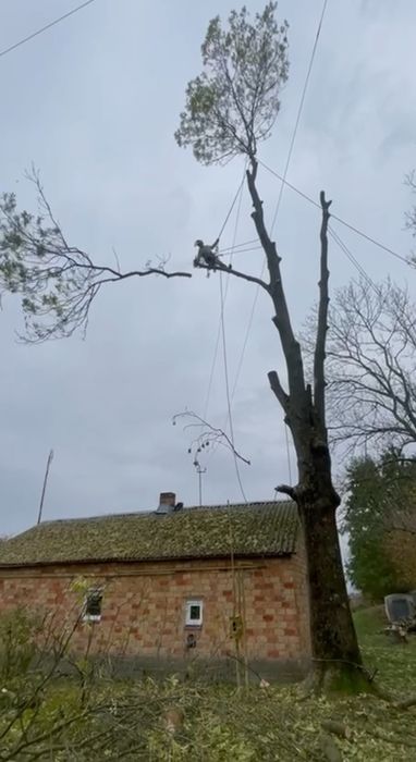 Зрізка дерев, обрізання