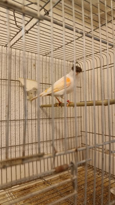 Arlequim português canário casal (2 casais para venda)