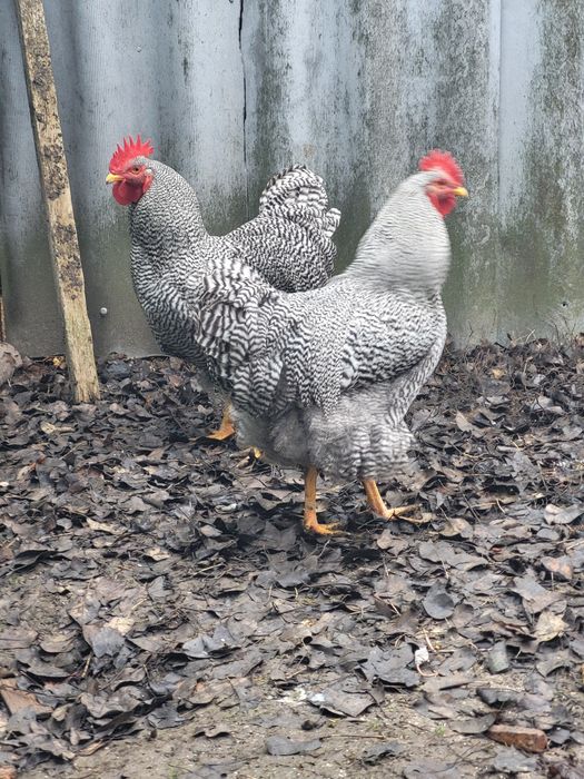 Продам молодих півнів Амрокс