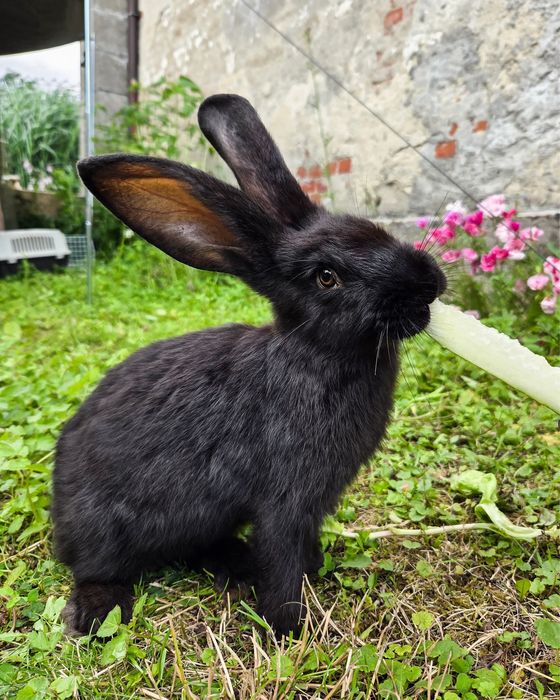 Króliczki do adopcji