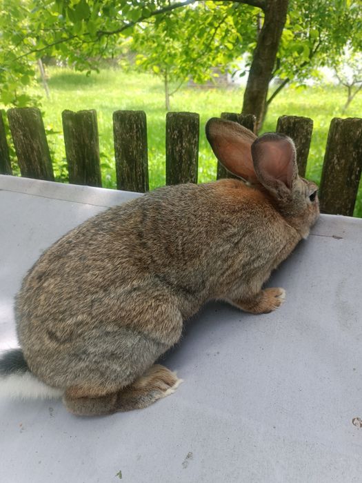 Продаю молоденькі кролики живою вагою