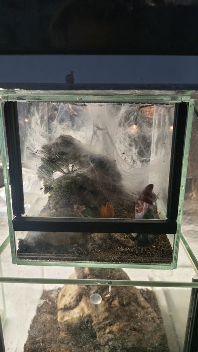 Dorosła samica Samice Pterinochilus murinus Usambara Ptasznik Słoneczny z terrarium