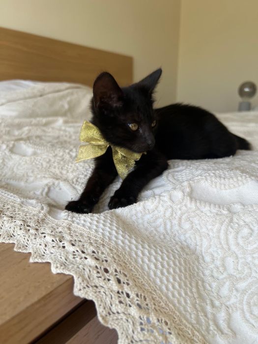Gatinho para adoção