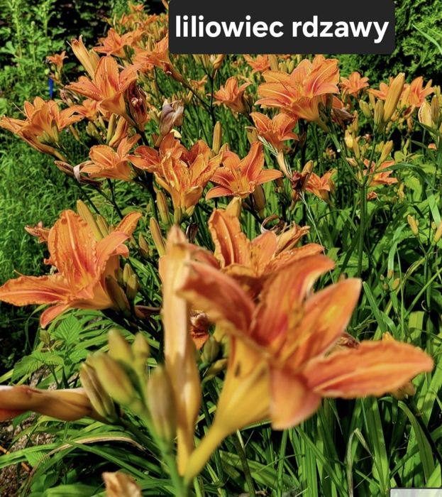 Liliowiec rdzawy karpa