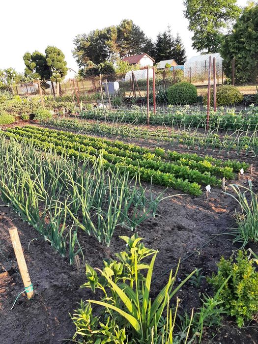 Działka ogrodowo - rekreacyjna ROD