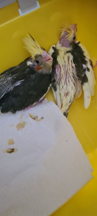 Papużki nimfy młode