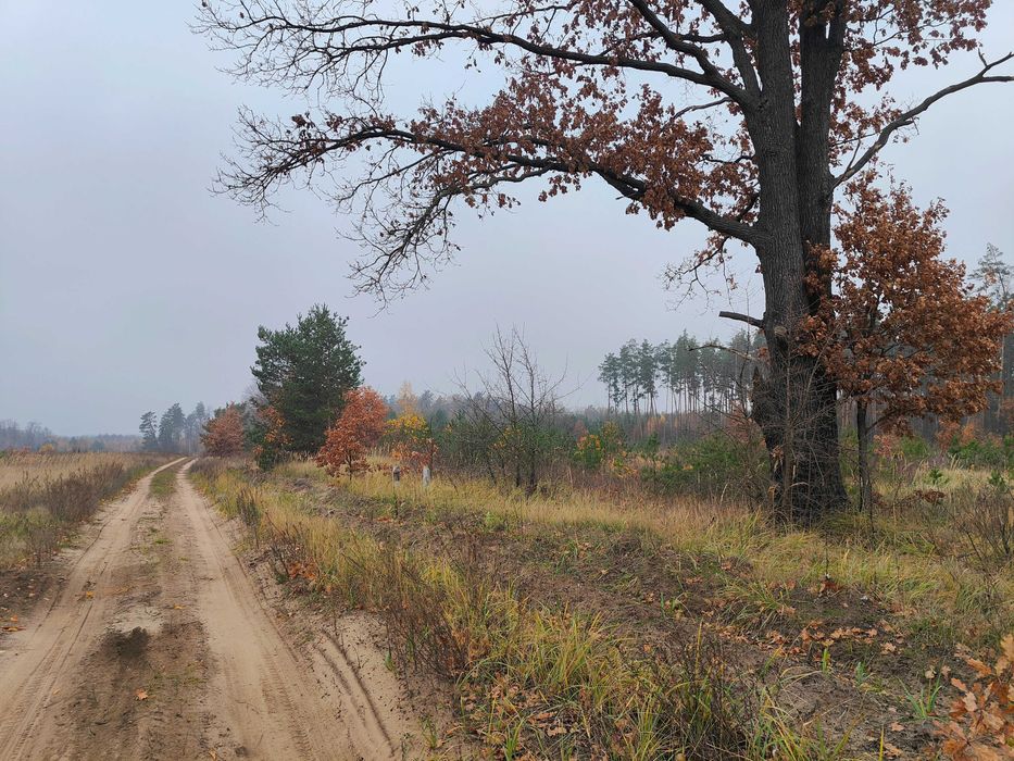 Ділянка 15 сот під забудову в найкращій локації під лісом | Дмитрівка