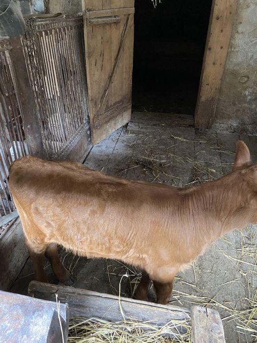 Продаю теличку