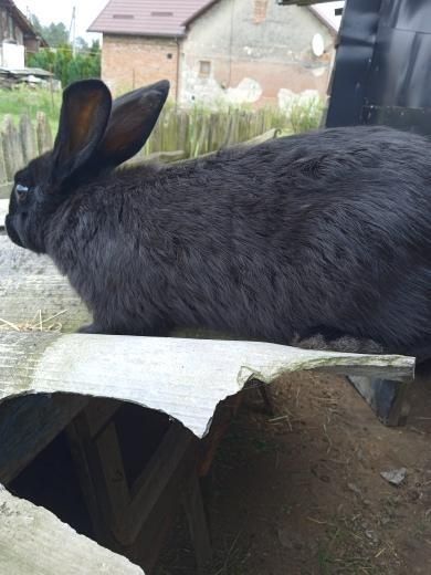 Продам кроликааа