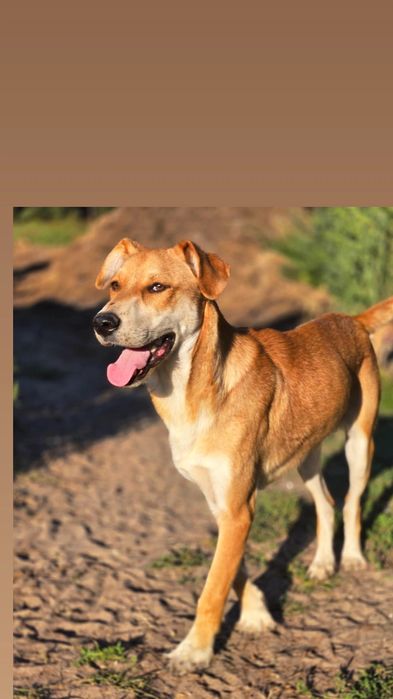 Отдам пса-компаньона, 8 месяцев, кобель